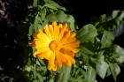 Calendula